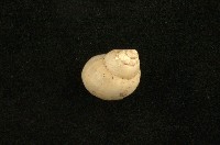 藏品(安氏沼螺)的圖片